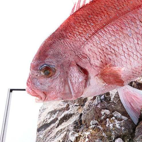 ハンドメイドフィッシュマダイ