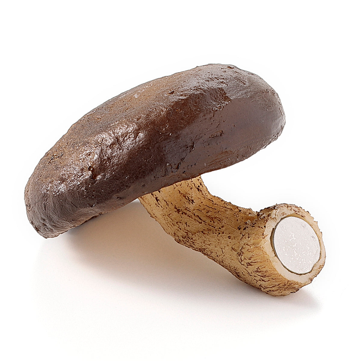 【秋限定】マグネット 壁から生えた椎茸