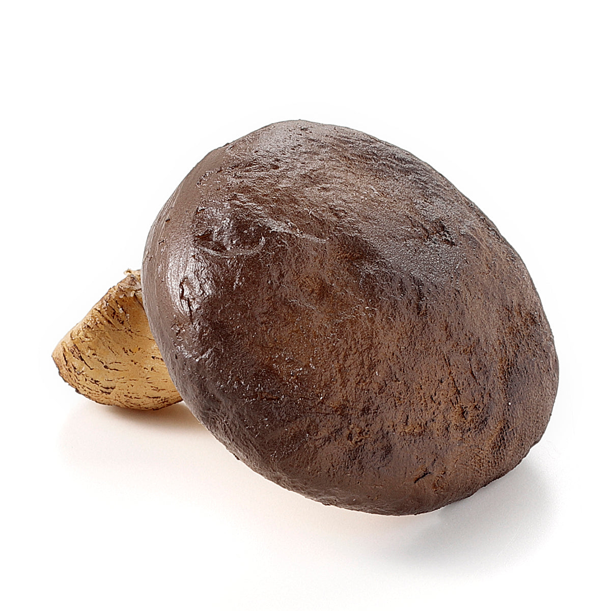【秋限定】マグネット 壁から生えた椎茸